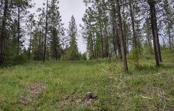E Jump Off Rd, Valley, WA 99181