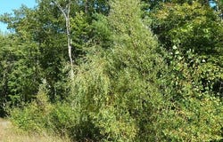 2208 Sommerset Drive lot: 11, Alpena, MI 49707
