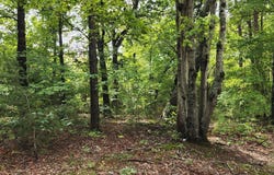 4501 Lot 1 Mill Creek Road, Cedar Grove, NC 27231