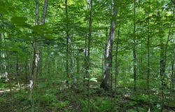 On SHOTGUN RD, Ironwood, MI 49938