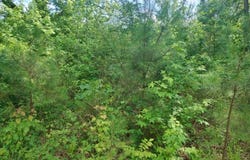 00 Hwy 195, Double Springs, AL 35553