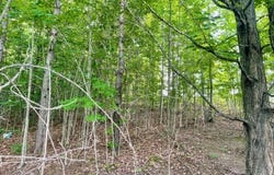 805 GUENTHER RIDGE, GAYLORD, MI 49735