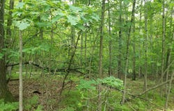 Maple lot: 213, Farwell, MI 48622