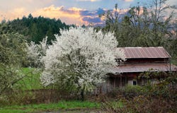 13756 BUCKHORN RD, Glide, OR 97443