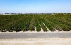 Lacey Boulevard, Lemoore, CA 93245
