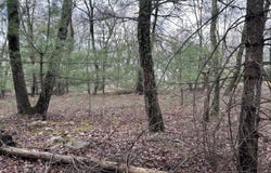 Lot 129 Pitch Pine Road, Dingmans Ferry, PA 18328