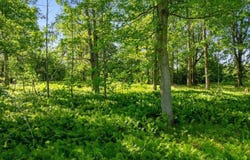 5850,5860,5870 SUNSET, ALANSON, MI 49706