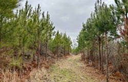 Shiloh Rd, Toxey, AL 36904