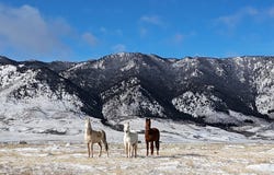 Lot 198 Wild Horse Ranch, Laramie, WY 82070