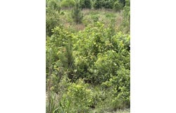 Cemetery Road lot: A, Elko, SC 29826