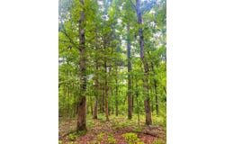 Y-617, Birch Tree, MO 65438