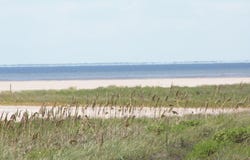 lot: 8, South Padre Island, TX 78597