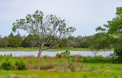 8042 Mariners Landing, Awendaw, SC 29429