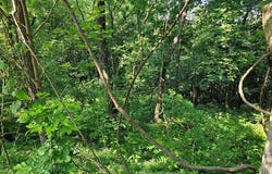 Tbd Wisler Dr, Fancy Gap, VA 24328