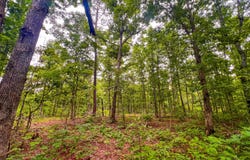 Y-617, Birch Tree, MO 65438