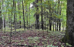 LOT 9 STACEYWOOD CIRCLE, BELLAIRE, MI 49615