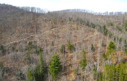 VL Bone Run Rd (Off), South Valley, NY 14738