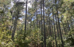 0 Sandy Springs Road, Pelzer, SC 29669