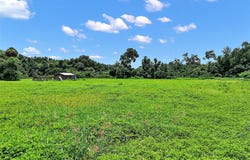 15785 NW 33RD TERRACE, REDDICK, FL 32686