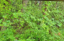 000 Brookshire Drive, Gordonville, TX 76245