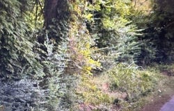 0 Canaan, Greensboro, GA 30642