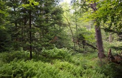 0 Valley Rd, Thurman, NY 12885