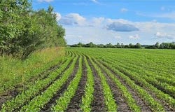 Willow Road NE, Carlos, MN 56319