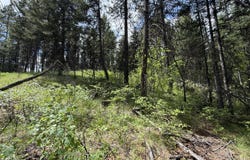 TBD KNOB HILL RD, REPUBLIC, WA 99166