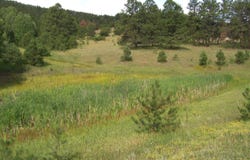 TBD County Road 12, Florissant, CO 80816