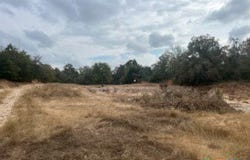 Lot 18 Woodland Trail Ranch, Caldwell, TX 77836