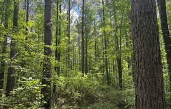 0 Carter Road, Macon, MS 39341