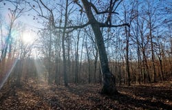 State Highway 137, Willow Springs, MO 65793