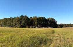 Redcut Rd, Fouke, AR 71837
