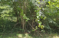 121 Williams Road, Royal, AR 71968