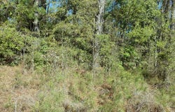 0 Ned's Cove, Santee, SC 29142