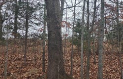 Tbd County Road East 76-211, Ava, MO 65608