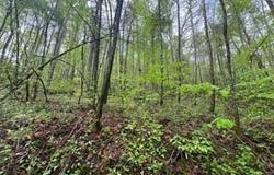 Lot 112 Bear Den Trl, Grandview, TN 37337