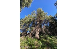 969 W Deep Forest Road, Coalville, UT 84017