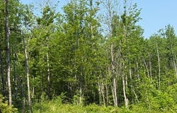 Tbd County Road T, Dairyland, WI 54830