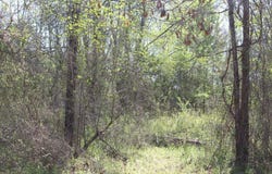 Albert Pike Road, Royal, AR 71968