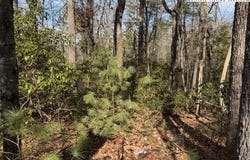 Lot 18 Walden Lane, West Jefferson, NC 28694
