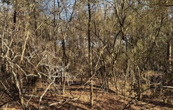 Franklin Street, Summit, MS 39666