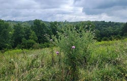 15711 Pfanstiehl Road, Demossville, KY 41033