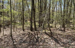 5 Skippack Trl 5 Trail, Pocono Lake, PA 18347