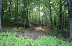 0 Fayle Road, Hoffmeister, NY 13353