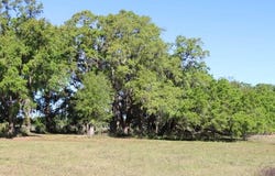 CR 48, BUSHNELL, FL 33513