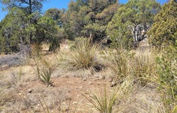 10 Mule Shoe Road, Hanover, NM 88041
