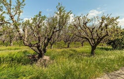 0 0000, Madera, CA 93636