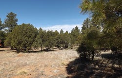 2214 Forest Park Drive, Overgaard, AZ 85933