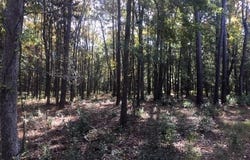 Tbd Goethe Hill Road, Beaufort, SC 29906